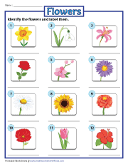 Identifying and Labeling Flowers