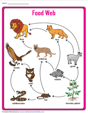 Food Web Chart